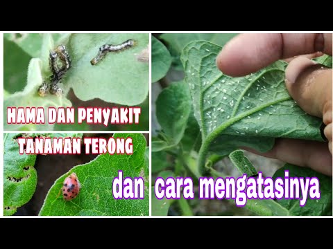 Video: Cara Membuat Terung Dengan Cendawan Segar