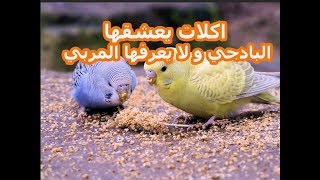 اكلات تزيد حجم و جمال البادجي في 15 يوم فقط