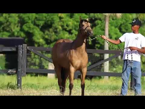 LOTE: 30 FAMOSO ZORRERO FV