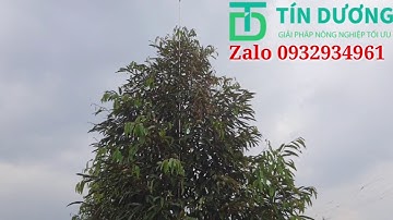 Hệ thống phun thuốc tự động cho sầu riêng ở Cái Bè, Tiền Giang. TÍN DƯƠNG 0932934961