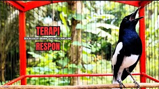 Download Lagu PANCINGAN KACER bahan SUSAH bunyi, KACER GACOR NGEPLONG bikin KACER MANAPUN ikut GACOR MP3