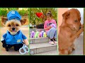 Tik Tok Chó Phốc Sóc Mini 😍 Funny and Cute Pomeranian #114