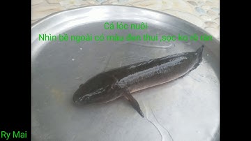 Phân biệt cá lóc tự nhiên và cá lóc nuôi