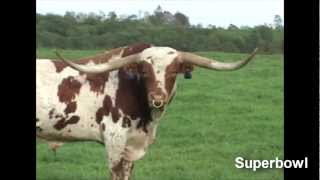Super Bowl - The Longhorn Bull by dickinsoncattle 11,601 views 11 years ago 7 minutes, 1 second