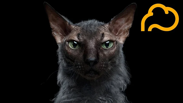 Watch the video about 15 Rare and Unique Looking Cat Breeds