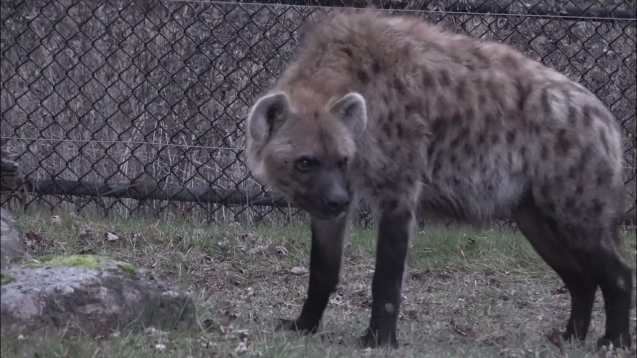 HYENAS are Scavengers & Effective Hunters their Laughter is Heard 5 km