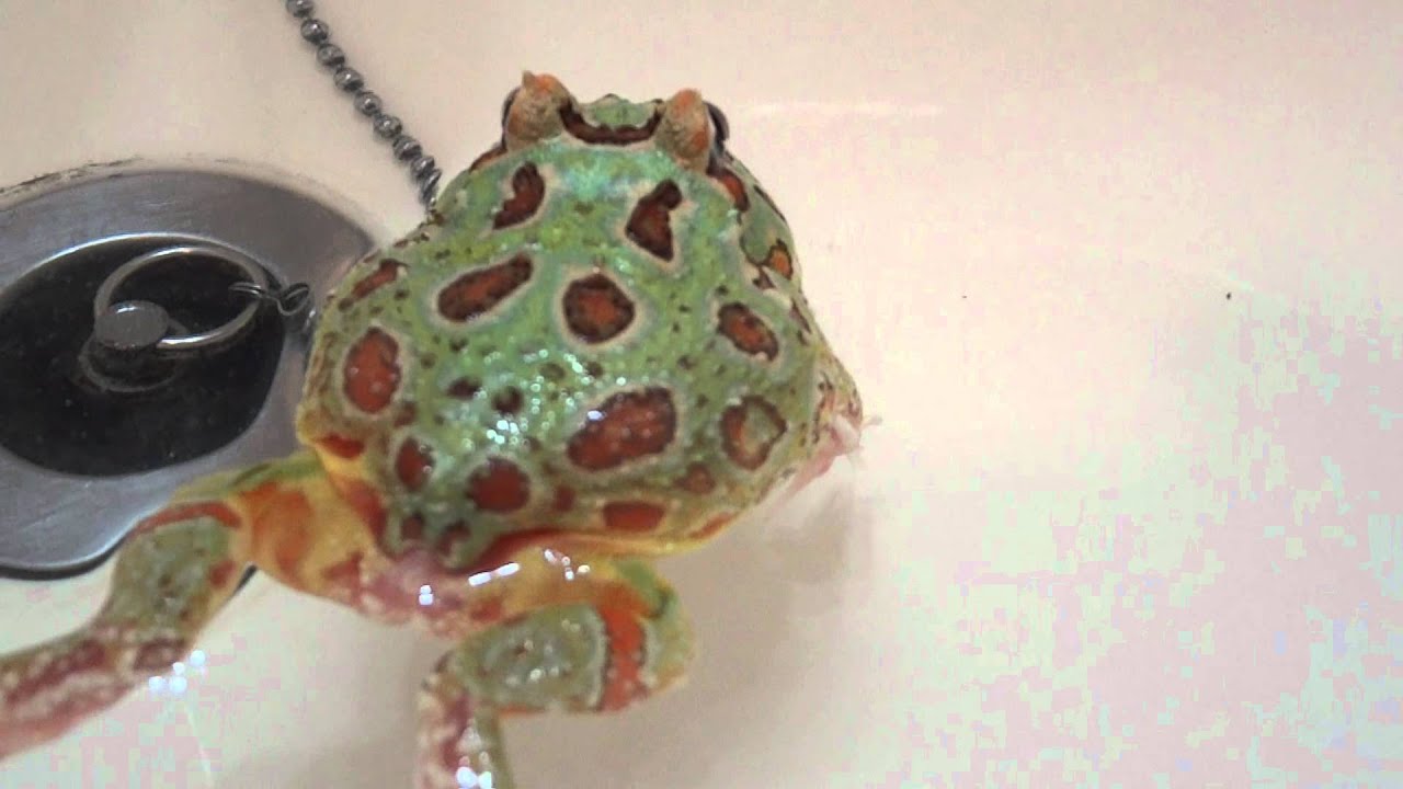 泳ぐツノガエル Youtube