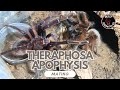 Theraphosa apophysis (Pinkfoot Goliath Birdeater) Mating
