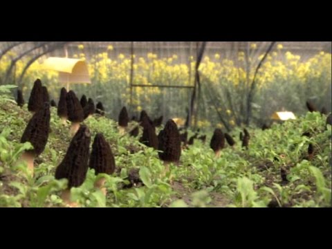 Vidéo: Les morilles poussent-elles en Géorgie ?