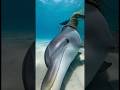 I spotted a dolphin tangled in a fishing net at sea and saved it!#dolphin #ocean #animals #touching