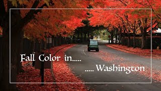 Fall color in Washington State (Short Video) | 2021 October | OurTravelHikes