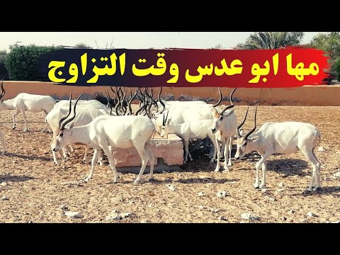 مها ابو عدس وقت التزاوج صراع دائم بين الذكور لتزعم القطيع