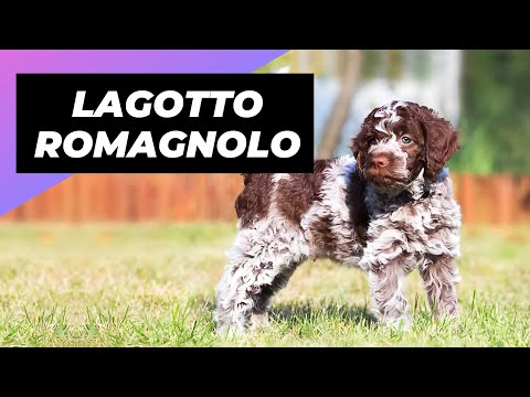 Video: Living with Lagotto Romagnolo, The Fluffy Hypoallergenic Dog Breed!