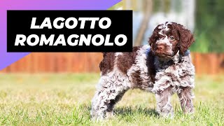 Lagotto Romagnolo  One Of The Rarest Dog Breeds In The World #shorts