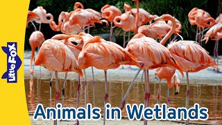 Meet 6 Wetland Animals | Hippopotamus, Flamingo, Red-eyed Tree Frog, Manatee, Beaver, and Turtle