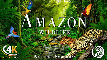 Vue aérienne d'Amazon Rainforest -Film de relaxation panoramique Nature avec de la musique apaisante