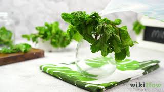 How to Keep Mint Leaves Fresh