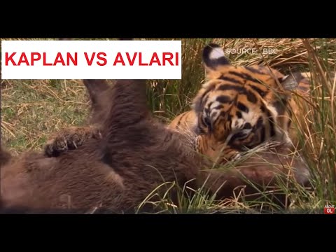 Kaplan VS Avları