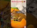 😂❤️ #cats#funny#Popular#Cute pet