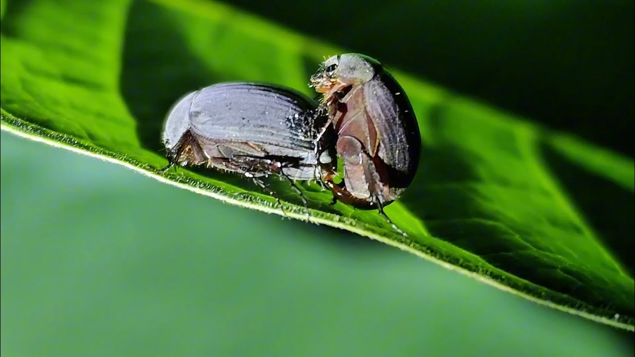 Exploring Nature at Night | Close-Up Insects (Night 3)