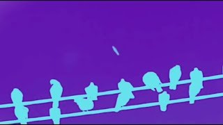 CIGAR SHAPED UFO OVER PIGEONS