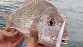 CATCHING PINKIES ON PLASTICS