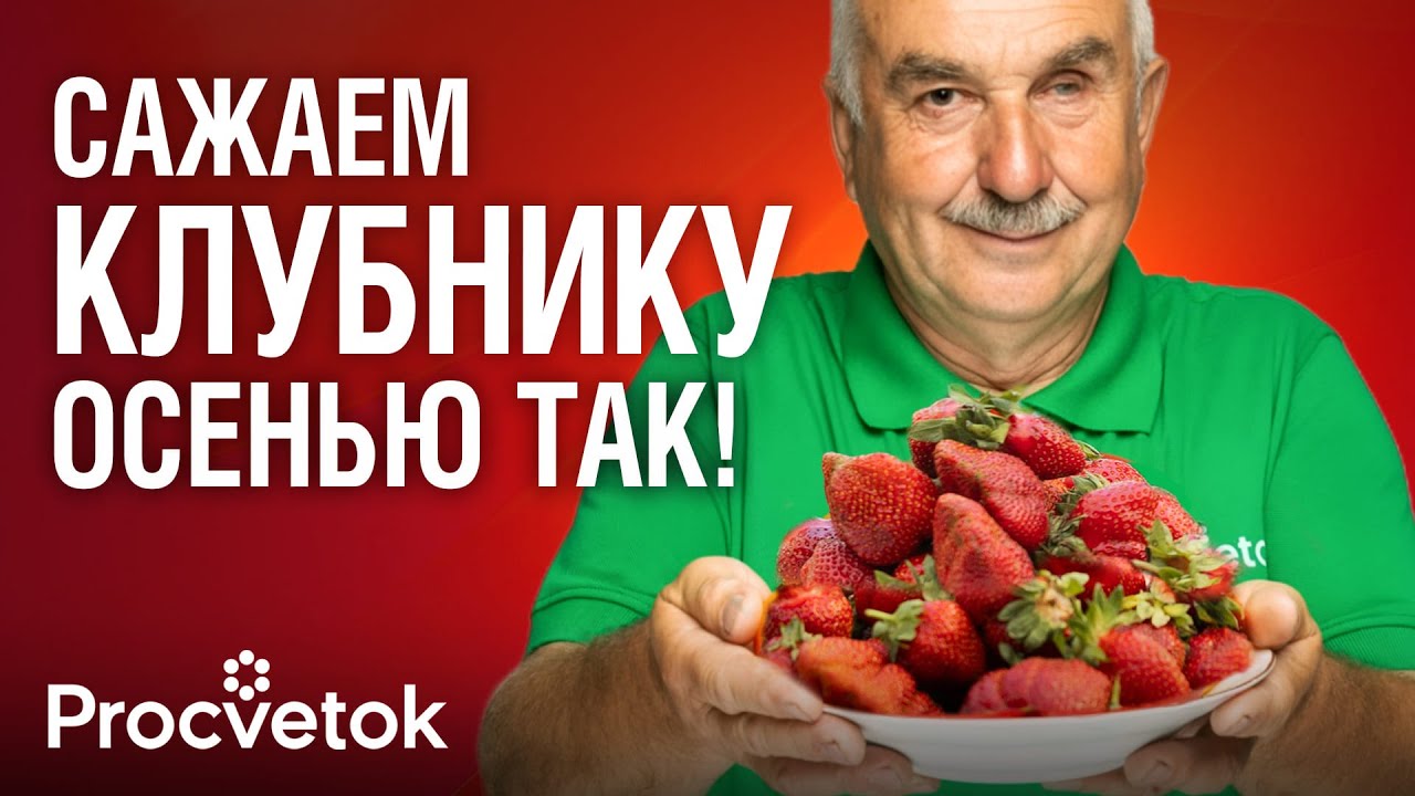 БЕЗ ЭТОГО ОСЕНЬЮ КЛУБНИКУ НЕ САЖАЮ! 10 важных нюансов при посадке клубники для огромного урожая