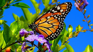 Beautiful Butterflies & The Best Relaxing Piano - Sleep Relaxing Music - 2 Hours - HD 1080P