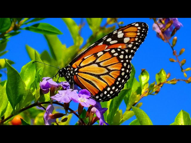 Beautiful Butterflies u0026 The Best Relaxing Piano - Sleep Relaxing Music - 2 Hours - HD 1080P class=