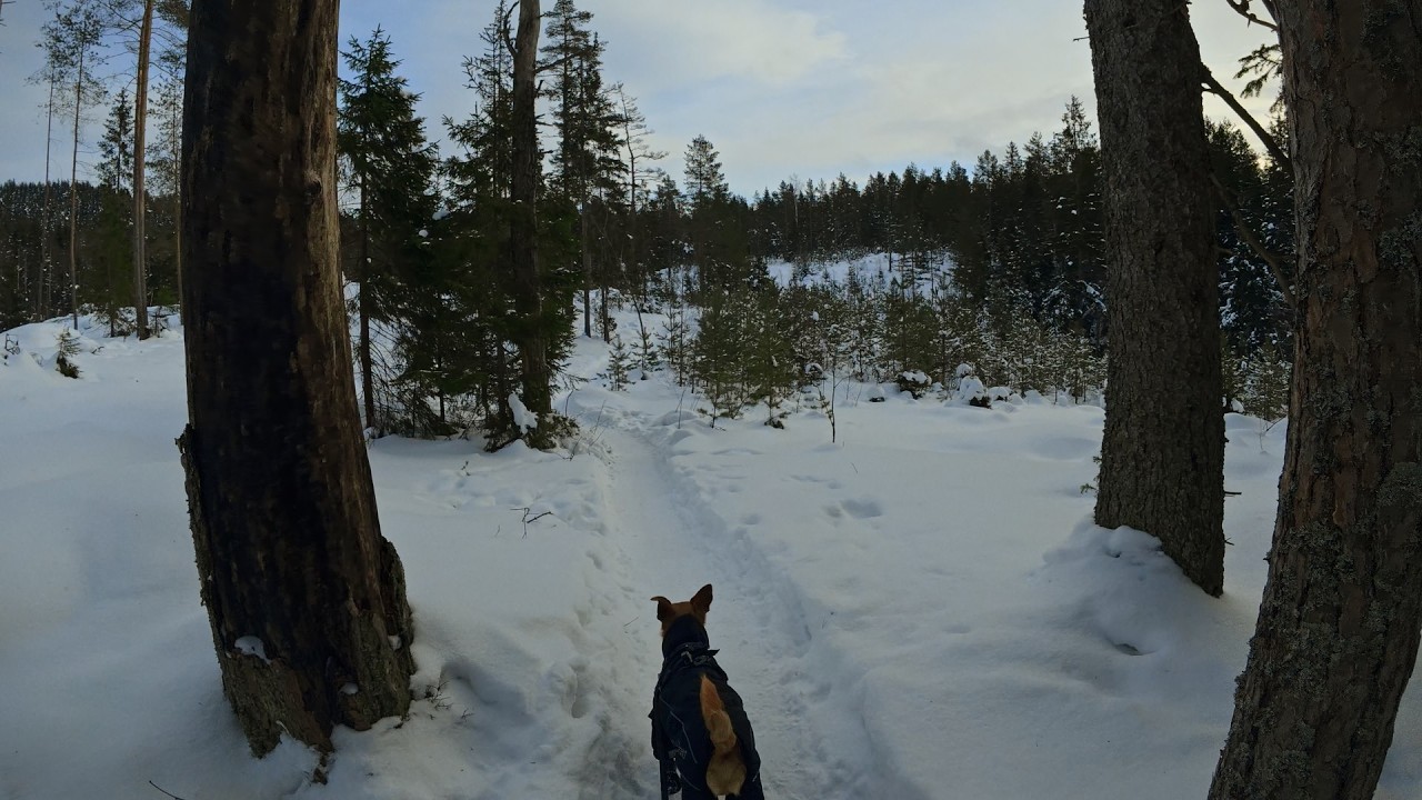 Norwegian Winter Forest Walk w/ Einar the Dog I 4K POV Ambient Sound