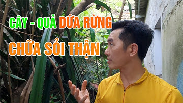 Hiệu quả bất ngờ khi trị sỏi thận bằng trái dứa rừng | Lương Y Triệu Quang