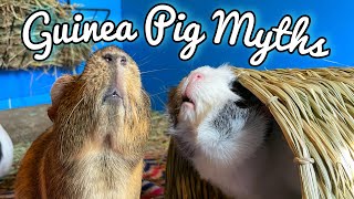 Debunking 5 Common Guinea Pig Myths! Ft. AwesomePiggies