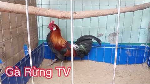 Gà rừng rặc ,f1 nuôi sinh sản tại nhà #garung #garung
