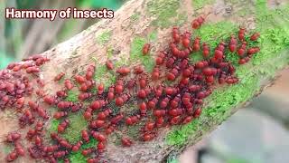 #harmony of #insects in the West is amazing,Western Ghats Mountain range in Kerala