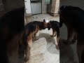 mother and son love gsd #germanshepherd