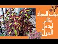 نبات السجاد Coleus مثالي لمدخل المنزل كيف نحافظ على نبات السجاد بالشتاء 