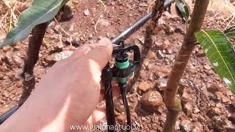 Giải pháp tưới cục bộ cho cây xoài với béc G8 90 lít