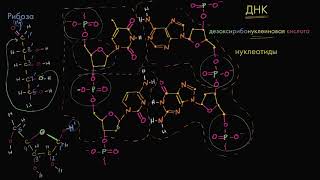 Молекулярная структура ДНК (видео 5)| ДНК. Молекулярная генетика | Биология