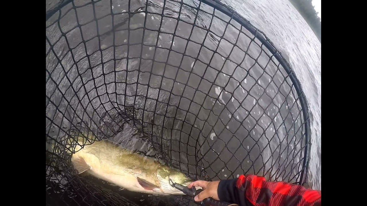 Northern Maine Muskie 47.75in 33lbs 6oz breaks Maine State Record but was released