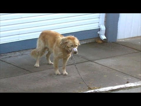 Owners Muzzle Chained Dog’s Mouth With Duct Tape – Fed Up Neighbors Take Matters Into Own Hands