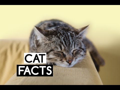 10-interesting-facts-about-cats