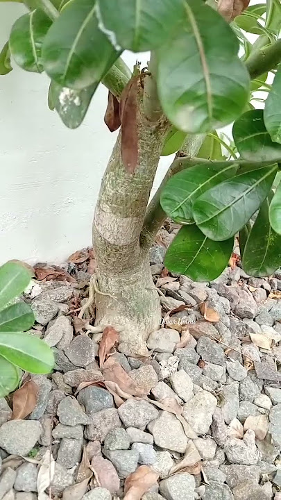 BONSAI AYAH P3 KAMBOJA SEPULUH TAHUNANAN #subscribe #bonsai #bonsaipuluhantahun #dirawatjadicakep