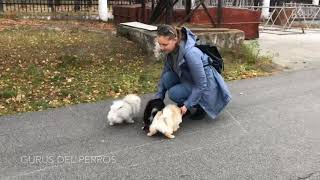 Померанские шпицы Gurus Del Perros 6 месяцев