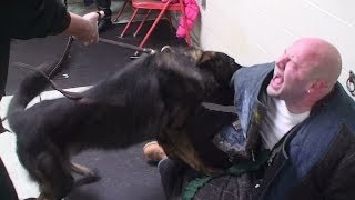 Bite Work and Play Drive Demo Nanook dual purpose candidate (K9-1.com)