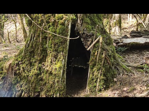 Solo Stay in Tree Hole Survival Bushcraft & Fishing By The River - Off Grid Shelter & Nature Vlog