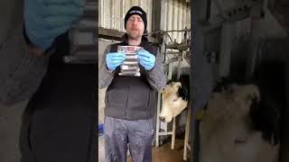 How to administer Bimeda's Coseicure cattle boluses