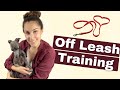 How to Train Your Italian Greyhound to Run OFF LEASH の動画、YouTube動画。