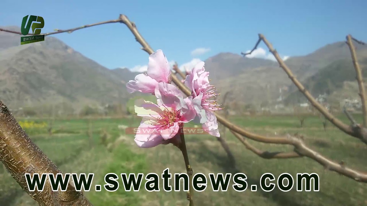 Swat Village Parri Documentary Video