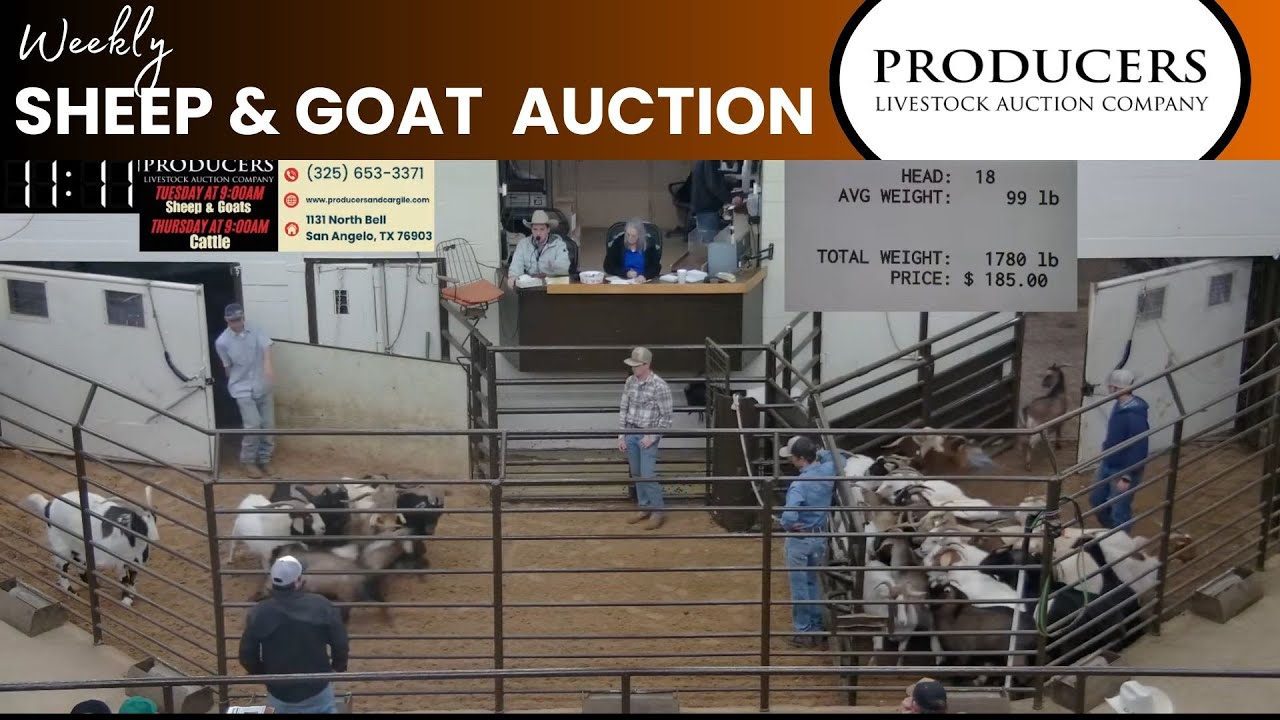 1/7/2025 - Producers Livestock Auction Company Sheep & Goat Auction ...