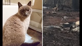 Выжившая на пожаре кошка месяц ждала хозяев у сгоревшего дома, и вот что произошло дальше Выжившая на пожаре кошка месяц ждала хозяев у сгоревшего дома, и вот что произошло дальше